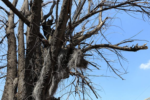 Censo de árboles enfermos y muertos en Distrito Huentitán