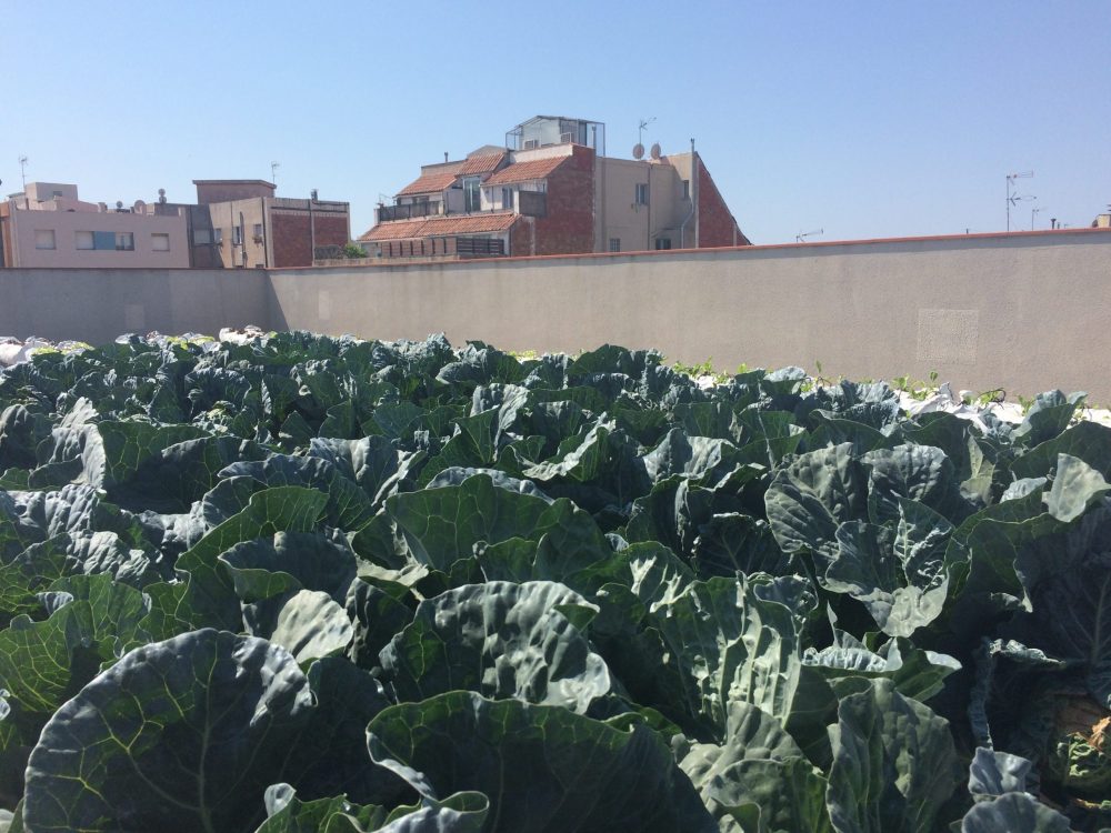 Agricultura urbana, en el edificio en Barcelona El Instituto Municipal de Personas con Discapacidad, en Barcelona, España. Fotografía: Perla Zambrano