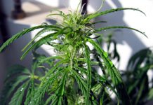Una planta satanizada