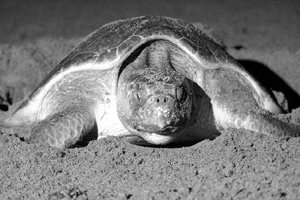 TORTUGAS