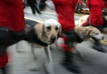 Mamíferos sólo en las ciudades
