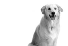 Perros con microchip
