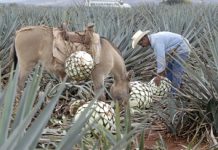 Los frutos del calentamiento