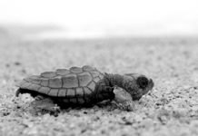 Más rescates y menos presupuesto