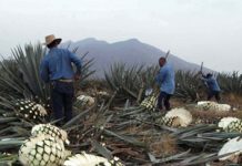 Hacia la sustentabilidad de la industria tequilera