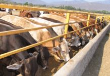 Los animales también sienten