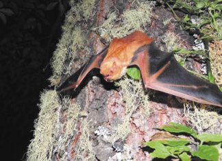 Una especie poco conocida