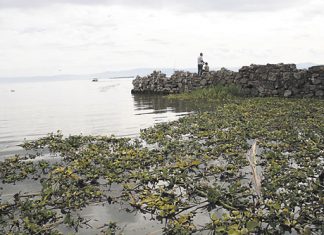 El nuevo papel del lirio