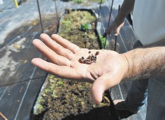 Lombricultura un apoyo para los agricultores