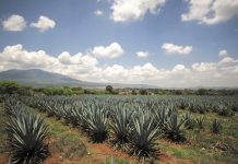 Elabora CUAAD biomateriales textiles con residuos de agave