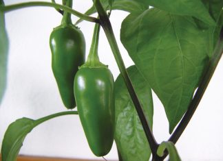 Una historia de sabor típicamente mexicano