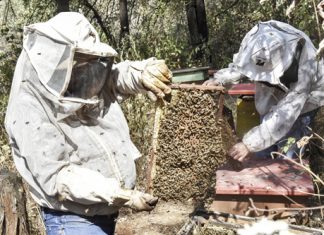 Precaria la situación de la apicultura en Jalisco