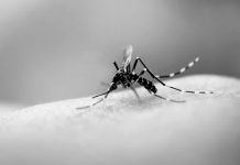 Urge atención en Jalisco ante el dengue