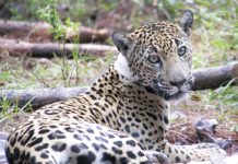 Pesticidas en felinos