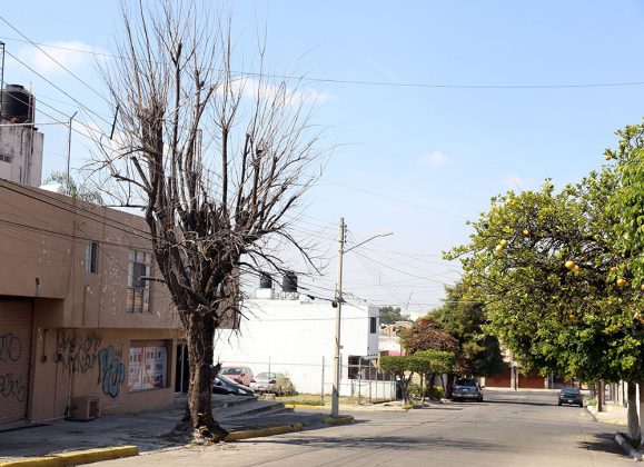 Censo de árboles enfermos y muertos en Distrito Huentitán