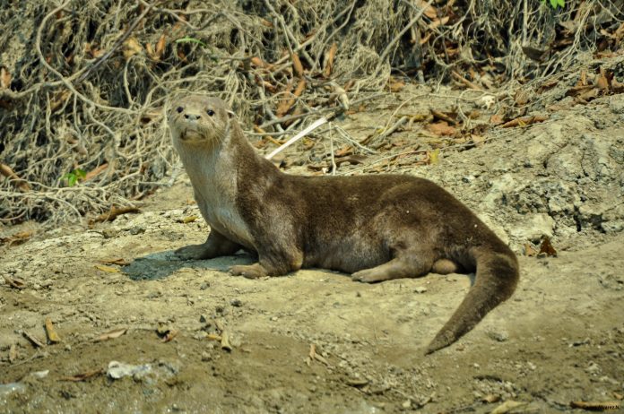 Nutrias en la Sierra de Manantlán