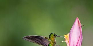 Conservan colibríes en Costa Sur