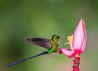 Conservan colibríes en Costa Sur