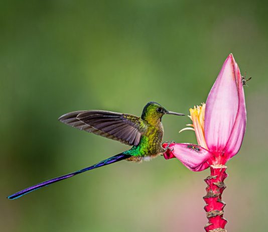 Conservan colibríes en Costa Sur