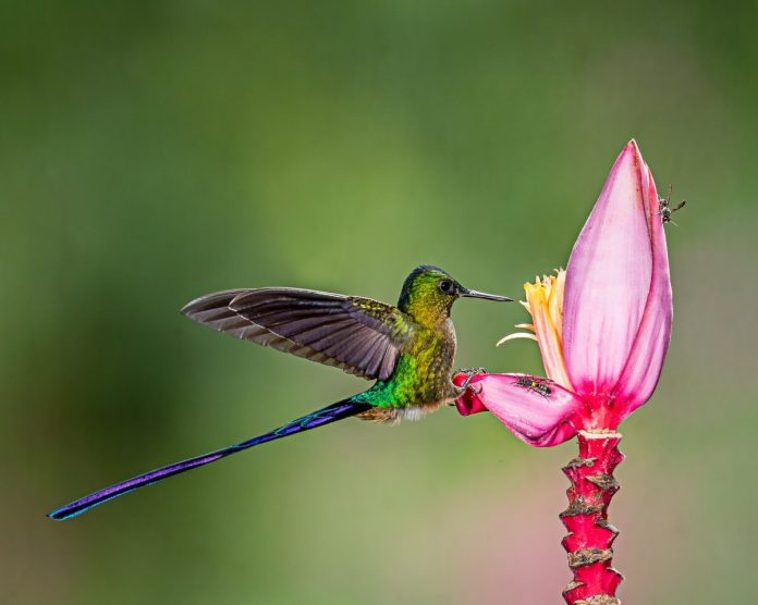 Conservan colibríes en Costa Sur