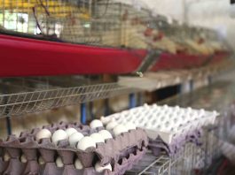 Bioplástico desde cascarón de huevo en CUAltos