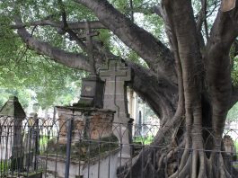 Árbol del Vampiro del Panteón del Belén. Fotografía: Iván Serrano Jauregui