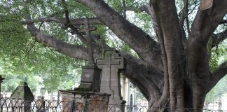 Árbol del Vampiro del Panteón del Belén. Fotografía: Iván Serrano Jauregui