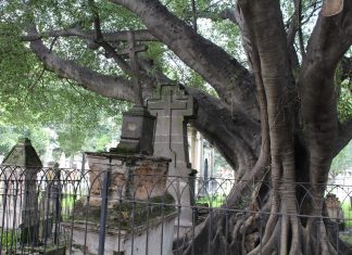 Árbol del Vampiro del Panteón del Belén. Fotografía: Iván Serrano Jauregui