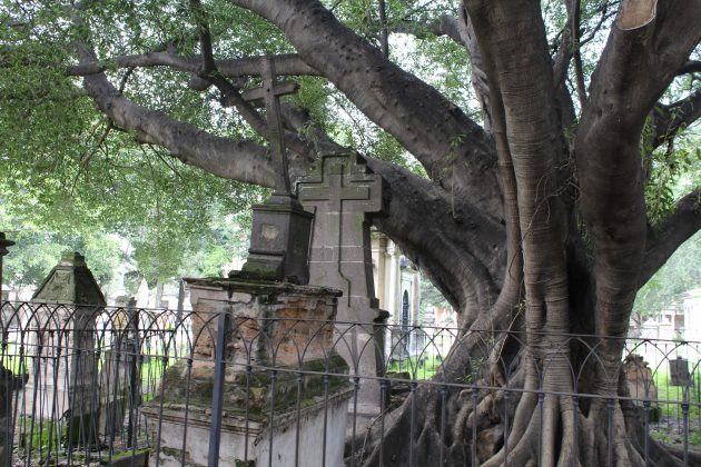 Árbol del Vampiro del Panteón del Belén. Fotografía: Iván Serrano Jauregui