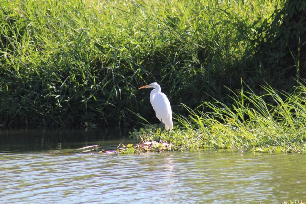 Aves del Lago de Chapala. Fotografía: Iván Serrano Jauregui