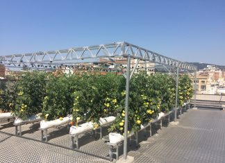 Agricultura urbana, en el edificio en Barcelona El Instituto Municipal de Personas con Discapacidad, en Barcelona, España. Fotografía: Perla Zambrano