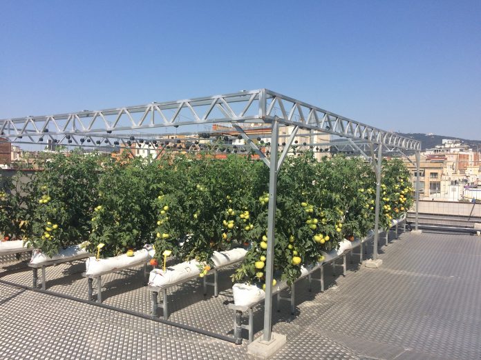 Agricultura urbana, en el edificio en Barcelona El Instituto Municipal de Personas con Discapacidad, en Barcelona, España. Fotografía: Perla Zambrano