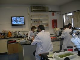 Abierta la convocatoria para el XXVI Verano de la Investigación Científica