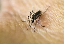 Exhortan a no bajar la guardia a pesar de descensos en casos de dengue