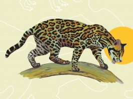 Registran 25 especies de mamíferos en Sierra de Quila