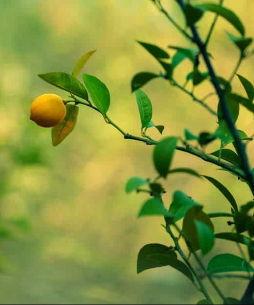 Limonero-2