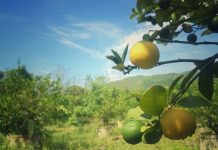 Los días de la casa de Alcalde: la lima y los capullos del árbol que se secó