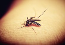Mutación del virus del zika lo haría más virulento