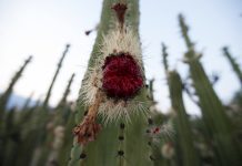Pitayas: los colores de Jalisco