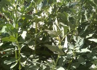 Gaceta Agroecológica, voz a los productores