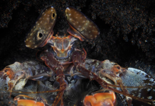 Nueva edición de la revista «Húmeda»