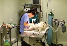 Invitan a mantener actualizado el esquema de vacunación de mascotas