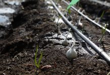 Compartirán experiencias del sector agropecuario en Agroemprende Jalisco 2025