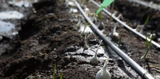 Compartirán experiencias del sector agropecuario en Agroemprende Jalisco 2025