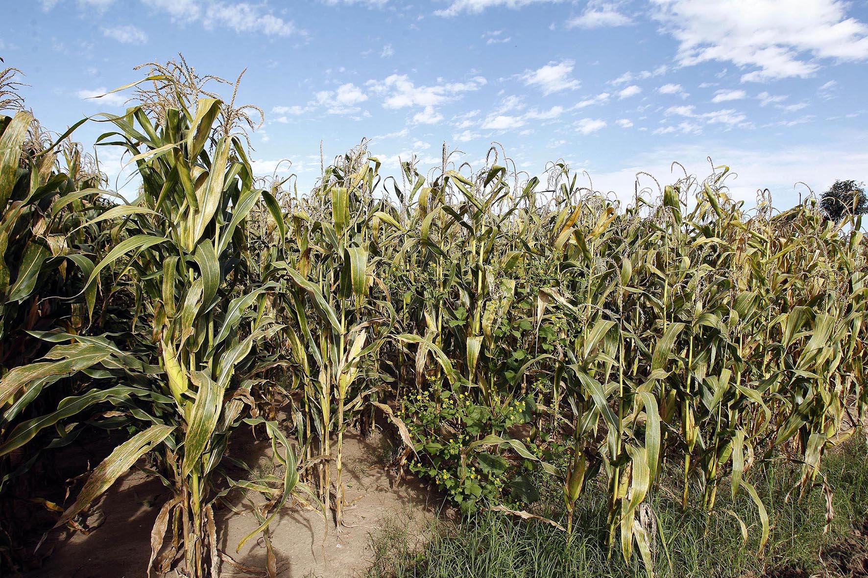 agricultura campo maiz