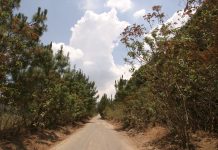 Urge proteger bosques tropicales para enfrentar el cambio climático