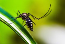 El serotipo 3 del dengue apareció en Jalisco