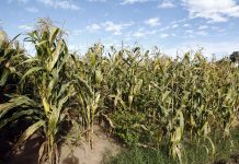 UdeG e IPN trabajan con agricultores de Tlajomulco para mejorar sus técnicas de producción