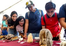 Exponen en Rectoría General Colección Biológica Itinerante del CUCSur