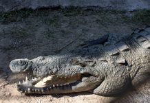 Crecimiento urbano provocó desplazamiento de cocodrilos a playas de Puerto Vallarta